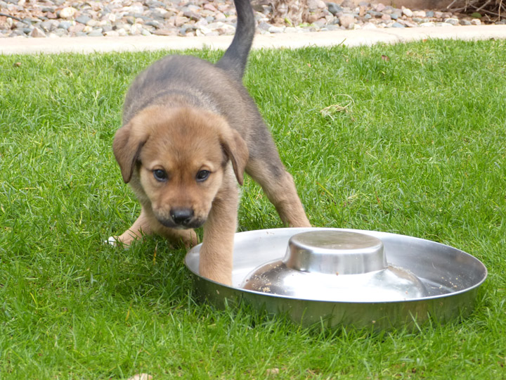 chinook dog